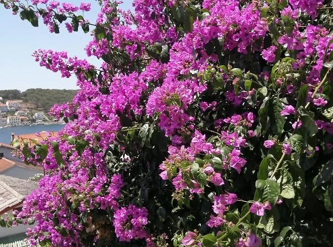 Fioretta * 말리로시니