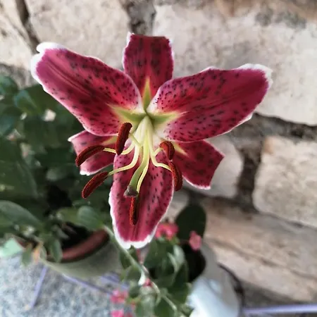 Fioretta Apartamento *