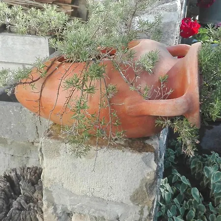 Fioretta *